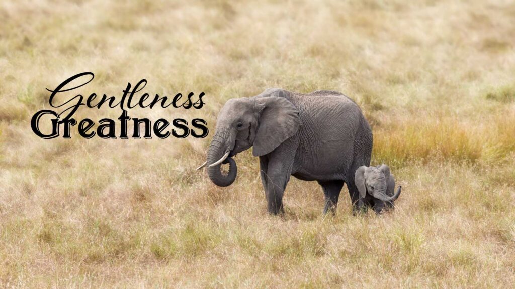 Photo of Elephant mother and child to illustrate gentleness and greatness